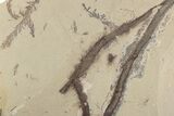 Shale With Dawn Redwood (Metasequoia) Fossils - Montana #378286-1